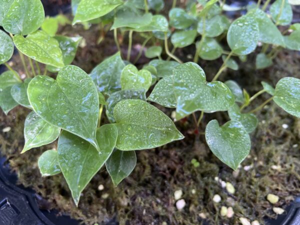 Anthurium decipiens - Image 4