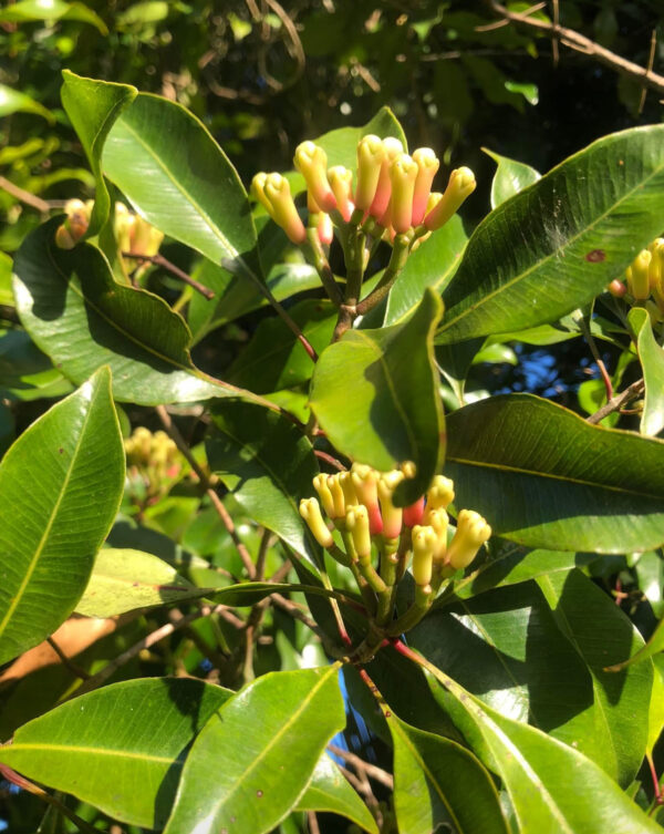 Syzygium aromaticum (Clove Spice) - Image 2