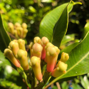 Syzygium aromaticum (Clove Spice)