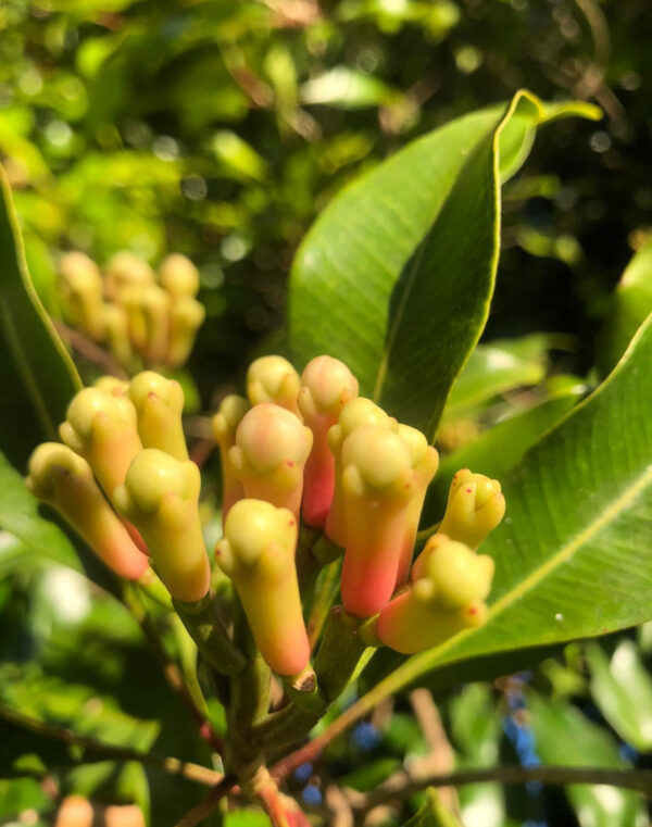 Syzygium aromaticum (Clove Spice)