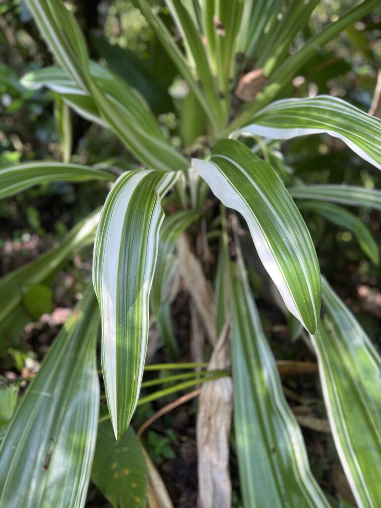 Variegated Crinum Lily