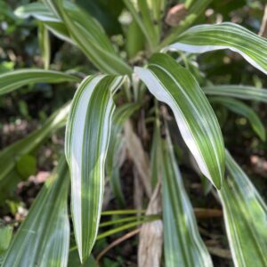 Variegated Crinum Lily