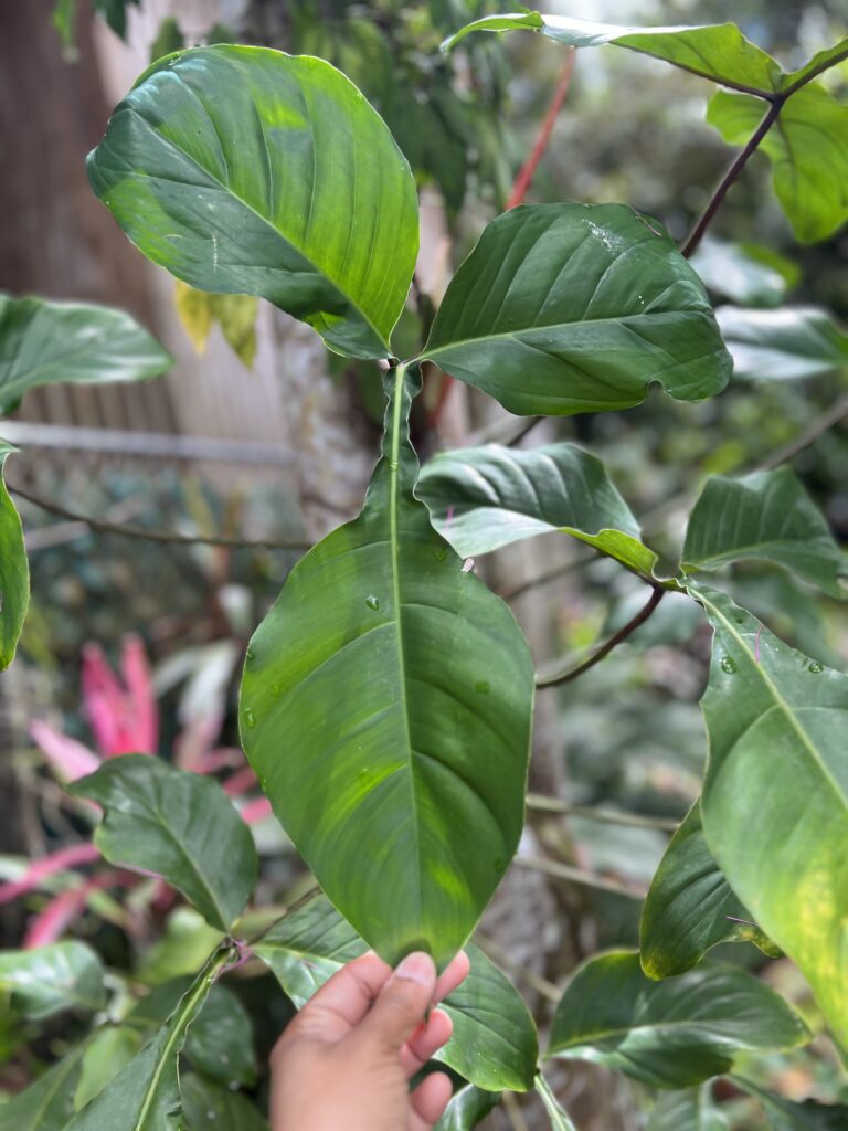 Philodendron Bette Waterbury