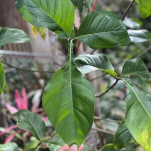 Philodendron Bette Waterbury