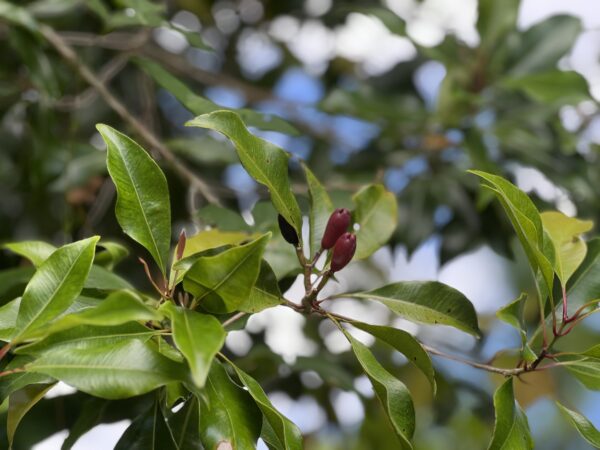 Syzygium aromaticum (Clove Spice) - Image 4
