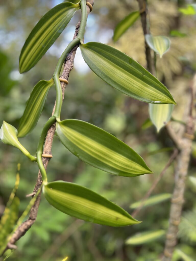 Aurea Variegated Vanilla