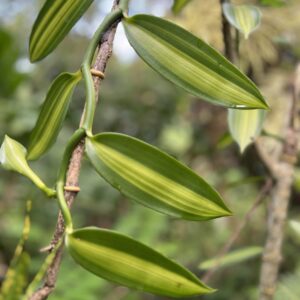 Aurea Variegated Vanilla
