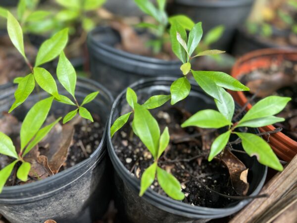 Syzygium aromaticum (Clove Spice) - Image 6