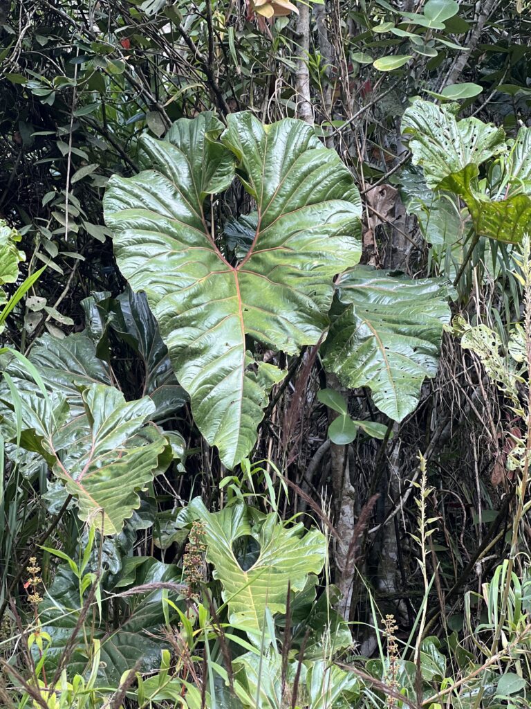 Anthurium decipiens
