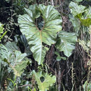 Anthurium decipiens