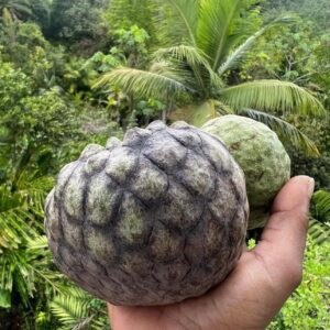 Annona scleroderma