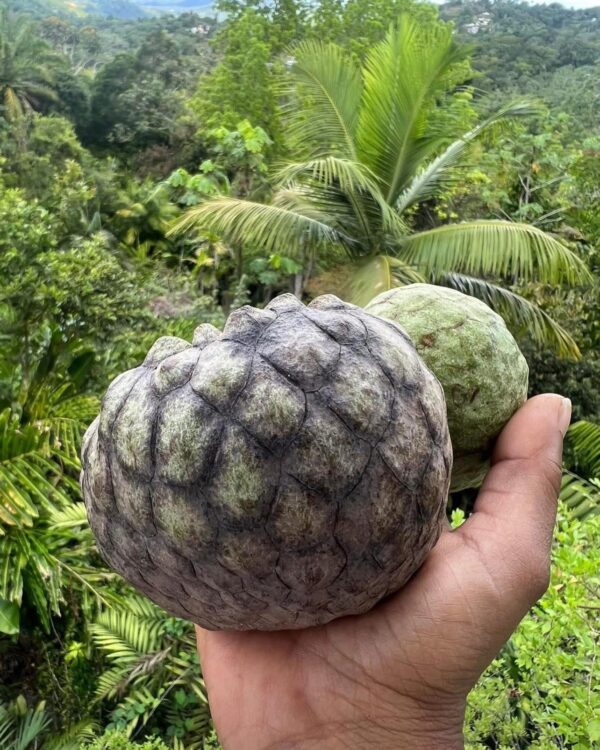 Annona scleroderma